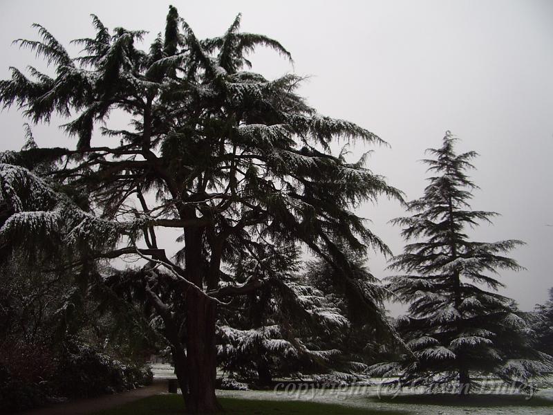 Snow, Greenwich Park IMGP7579.JPG